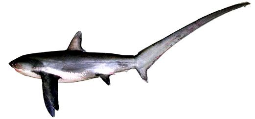 Alopias vulpinus _05